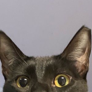 Meet your Posher, Sammy